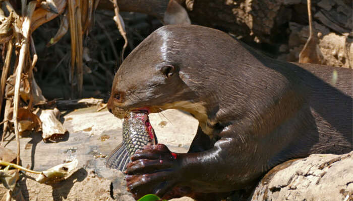 Brazil Wildlife Guide For The Land Of Much Celebrated Fauna