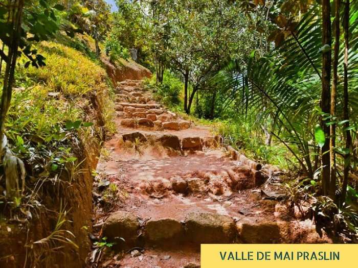 The steps in the UNESCO world heritage site of Vallée de Mai