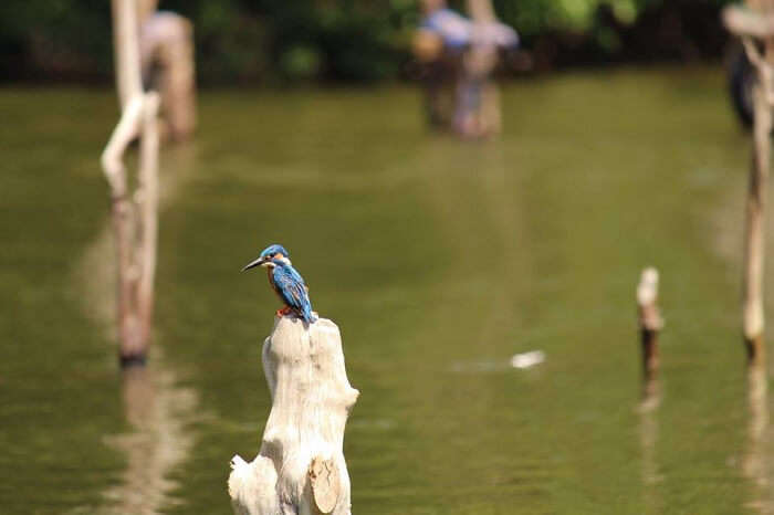bird spotting near kandy