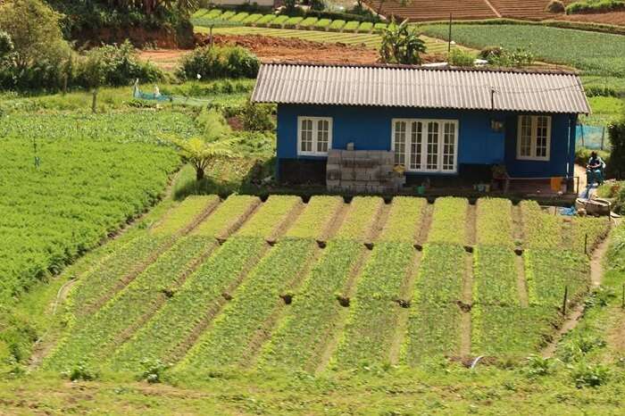 Farms near Nuwara Eliya