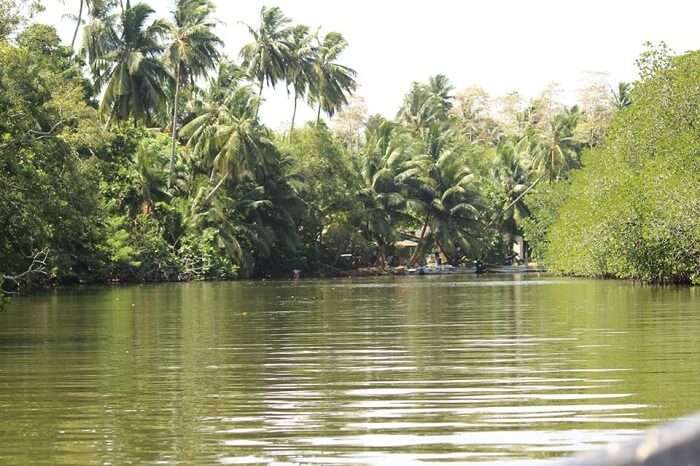 Madu river cruise in Sri Lanka