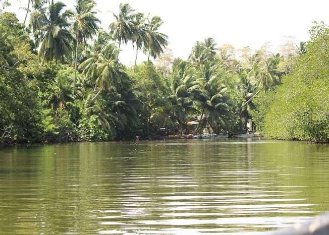 Madu river backwater in Sri Lanka