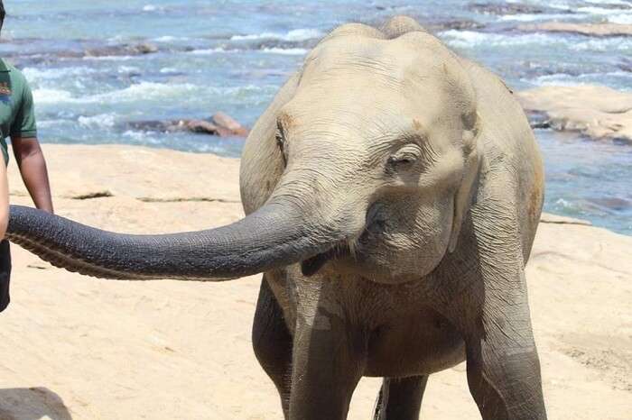 Elephants at Pinnavala Elephant Resort