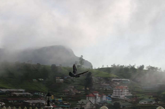 Early morning mist in Nuwara Eliya