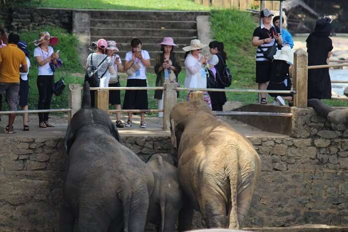 Elephants greeting tourists in Pinnawala