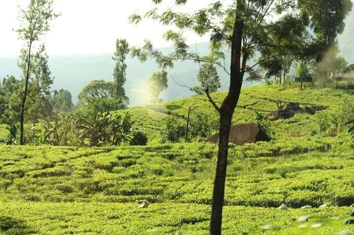 Beautiful tea plantations near Kandy