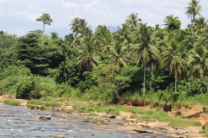 Coastal view while traveling to Colombo