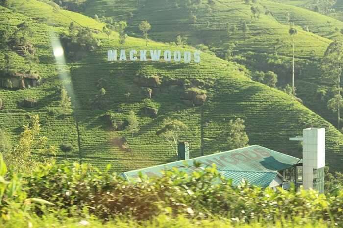 Mackwoods near Nuwara Eliya