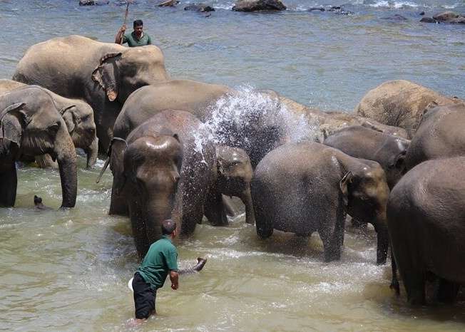 Elephants being given a bath