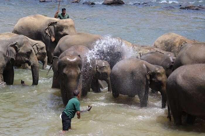 Elephants being given a bath