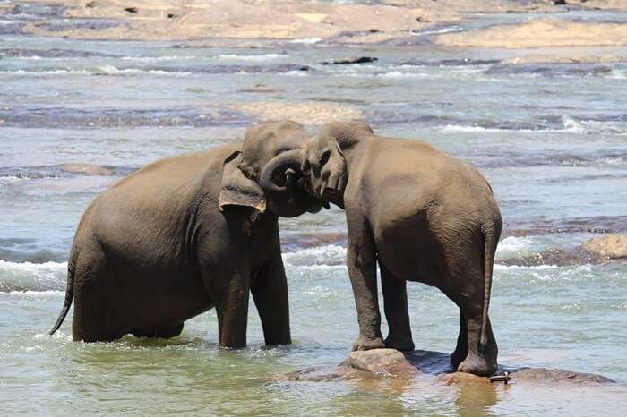 Pinnavala Elephant Resort