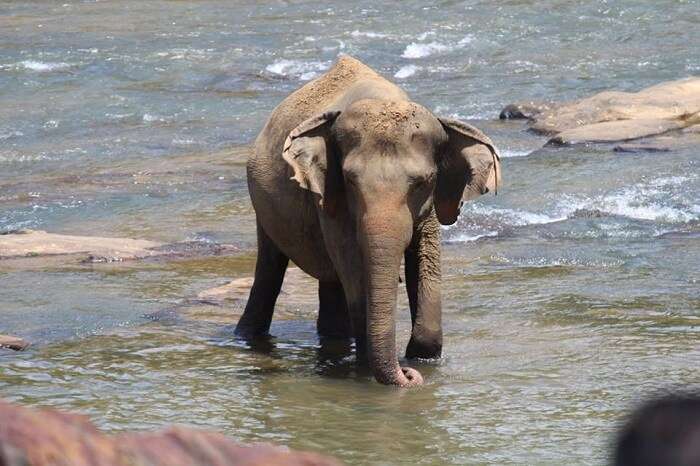 Off for a stroll at Pinnavala Resort