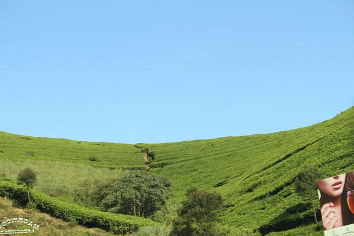 Beautiful view of tea plantations