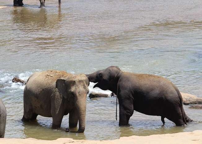 Elephants helping each other