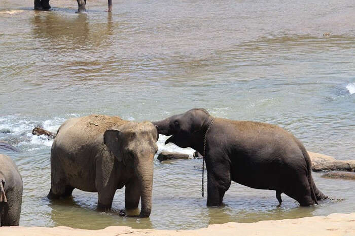 Elephants helping each other