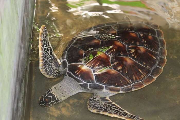 a rare turtle species in Sri Lanka