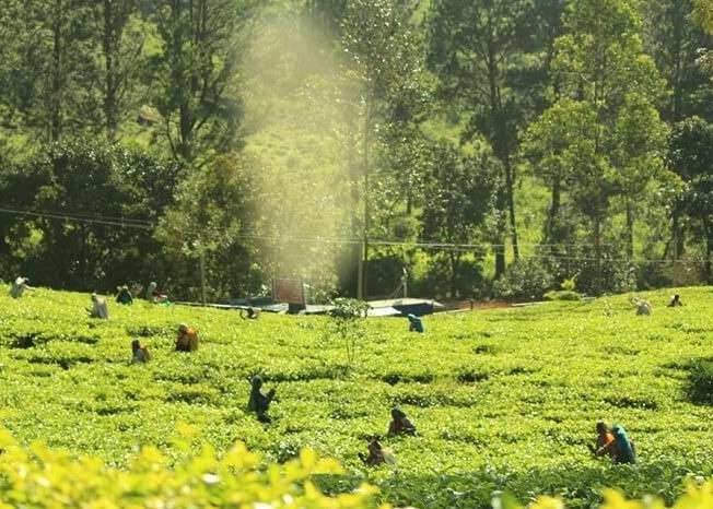 Picking Tea leaves in Sri Lanka
