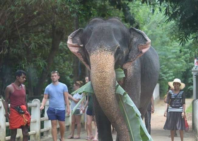 Crossing by elephants in Bentota