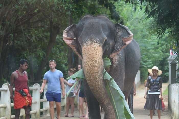 Crossing by elephants in Bentota