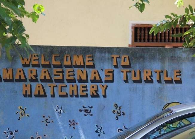 Turtle hatchery near colombo