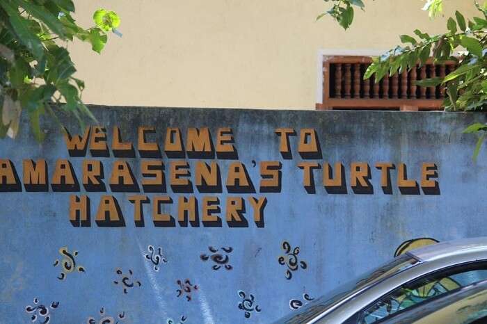 Turtle hatchery near colombo