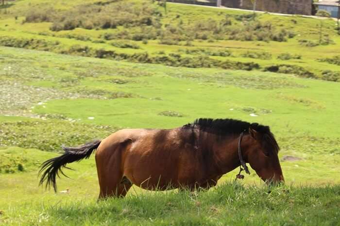 domestic animals at a farm near Nuwara Eliya