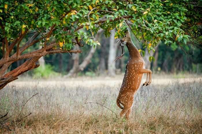 spot antelopes at gir