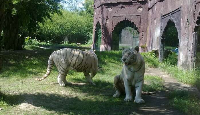 Bali Safari and Marine Park