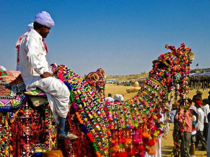 Decorated camels at Bikaner camel fest