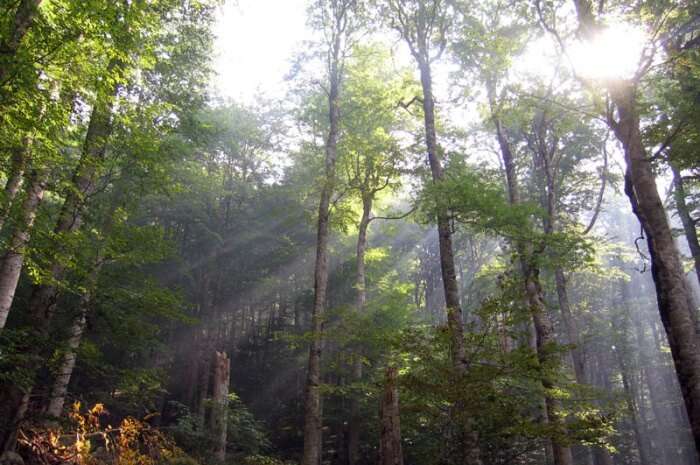 Biogradska Gora National Park