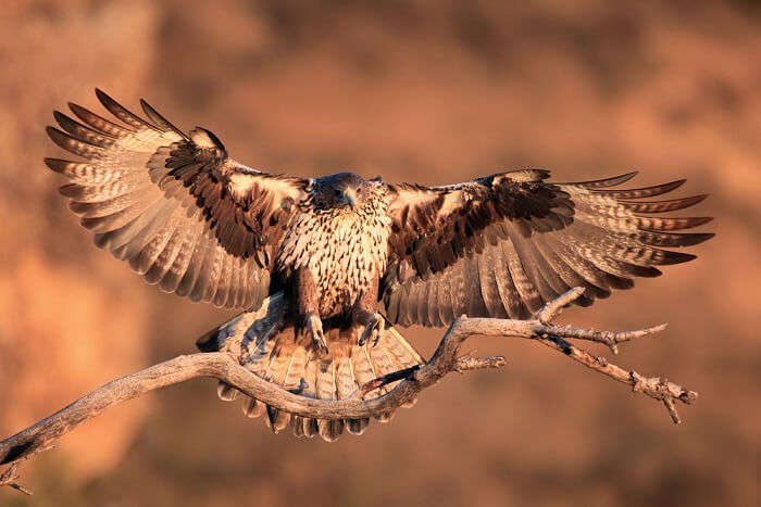 spot Bonelli’s eagle at gir