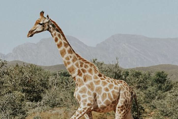 Giraffe View