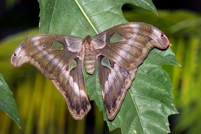 Butterfly World