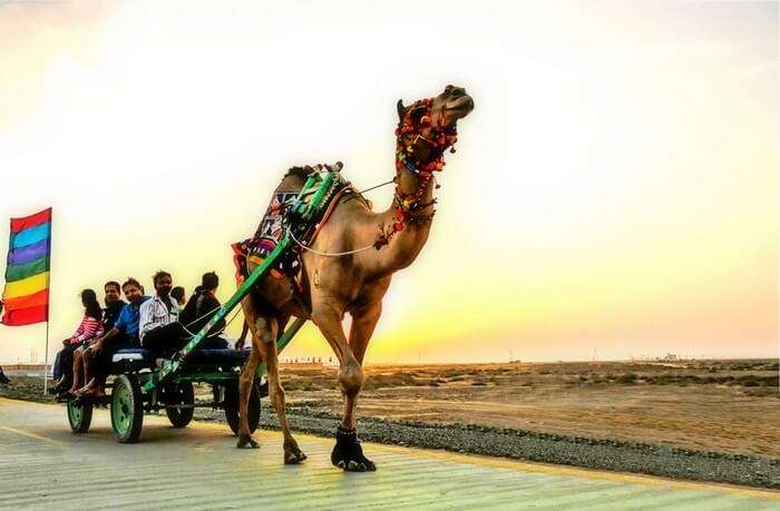 A camel cart ride during the Rann Utsav in Rann of kutch