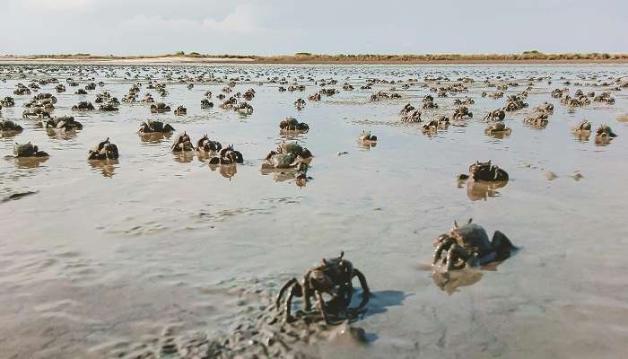 Crab racing is an important tourist attraction in Maldives