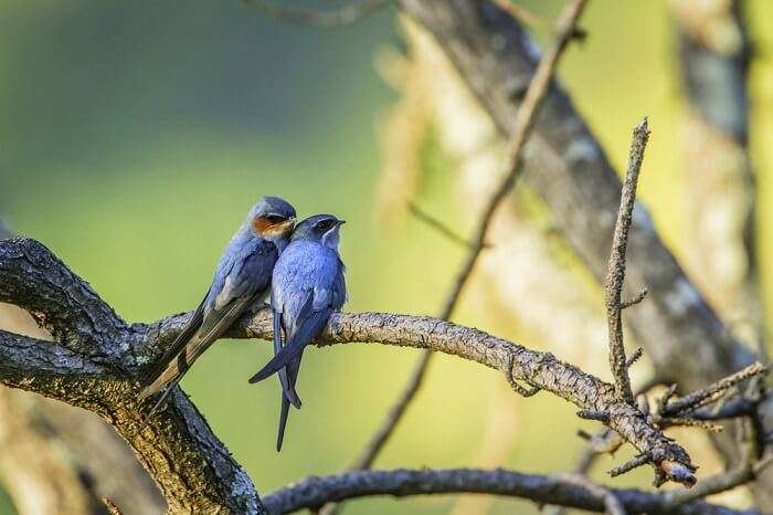 spot Crested Treeswift at gir