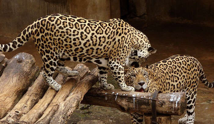 Jaguar at zoo