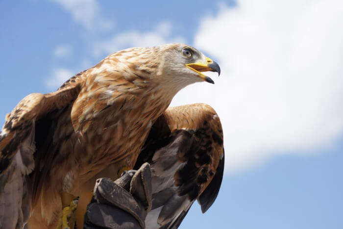 Encounter a hawk