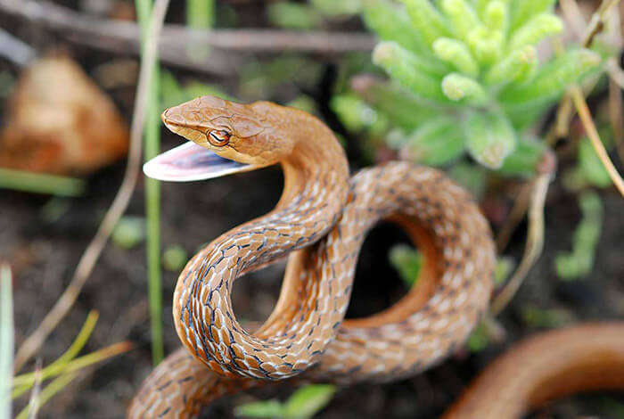 A deadly snake baring its fangs at the Eravikulam National Park in Munnar