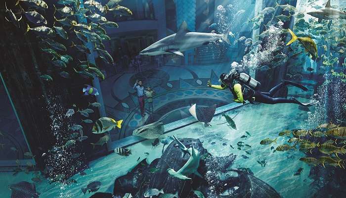 Dive Discovery Family with Shark In Aquarium