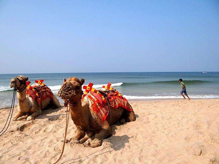 The famous camel ride at Ganpatipule