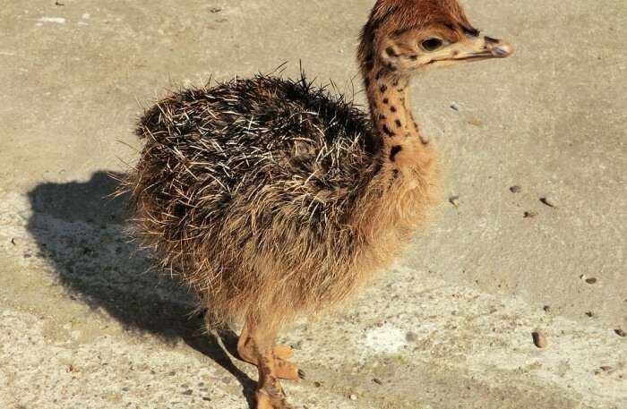 Ostrich baby