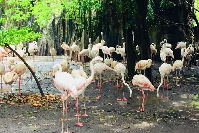 pooja thailand trip day 5 safari world flamingos closeup