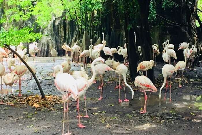 pooja thailand trip day 5 safari world flamingos closeup pooja thailand trip day 5 safari world flamingos closeup