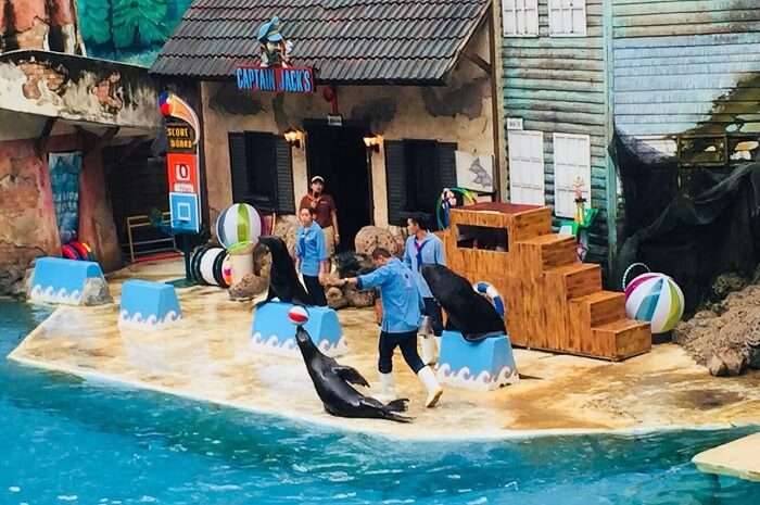 pooja thailand trip day 5 safari world seal show pooja thailand trip day 5 safari world seal show