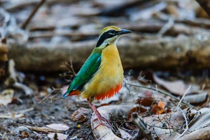 spot Indian pitta at gir