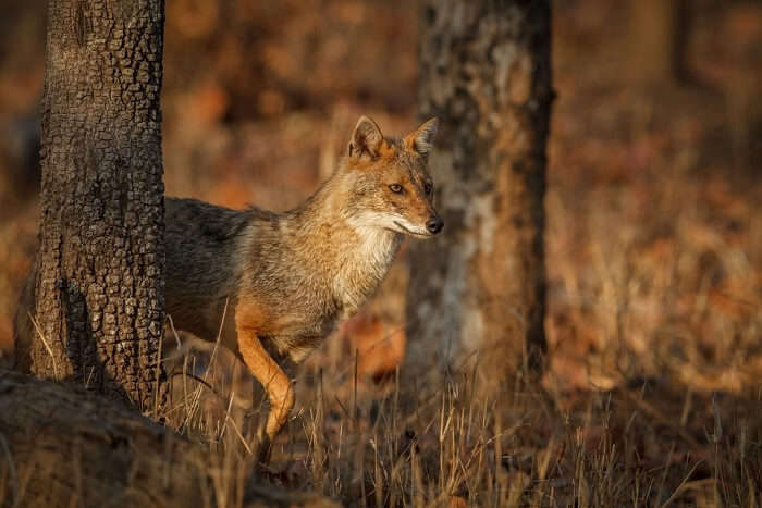 spot jackals at gir