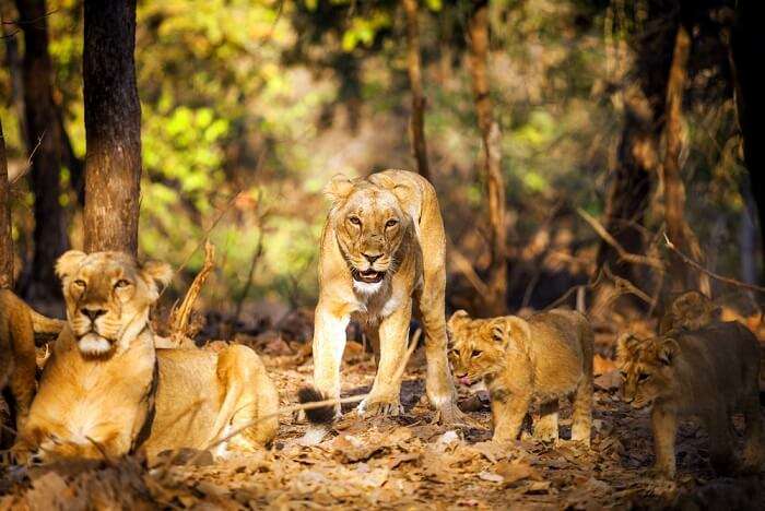 spot asiatic lions at gir national park