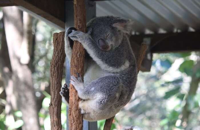 Lone Pine Koala Sanctuary Animal