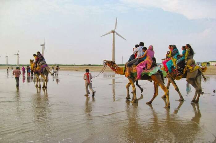 Camel ride by the Mandvi beach is another major attraction during Rann Utsav